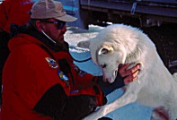 Tierarzt beim Yukon Quest