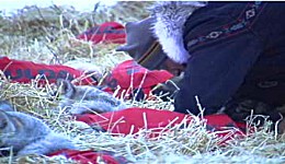 Yukon Quest - Copyright Yukon Quest International