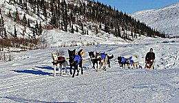 Yukon Quest - Copyright Yukon Quest International