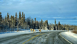 Yukon Quest 2012 (c) Sui Kings