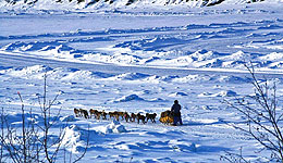 Yukon Quest 2012 (c) Sui Kings Yukon Quest 2012 (c) Sui Kings