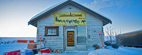 Yukon Quest Braeburn - Copyright Yukon Quest International